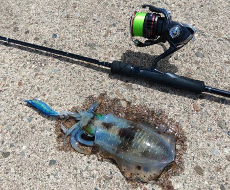 今年のアオリイカは成長が早い